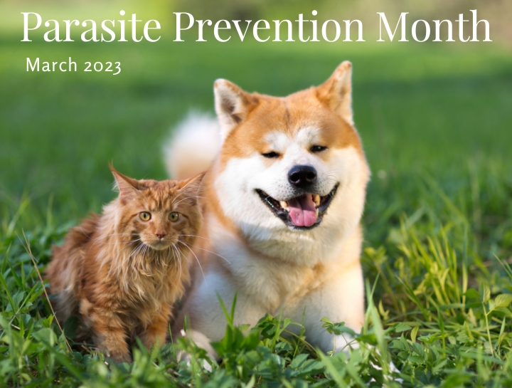 News - Parasite Prevention 