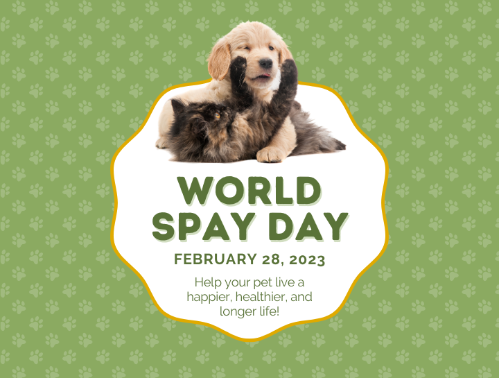 World Spay Day | Colleyville Animal Clinic