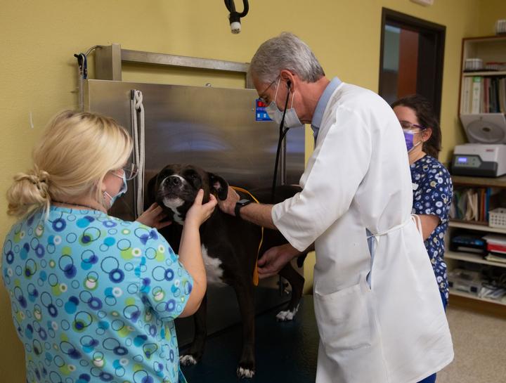 Colleyville Dog Veterinarian | Dog vet